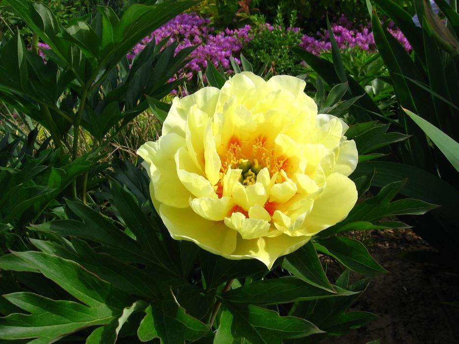 Flower Plant Garden