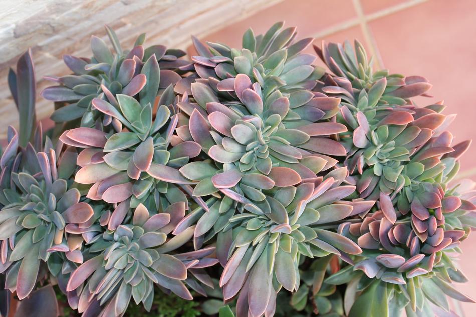 Plant Nature