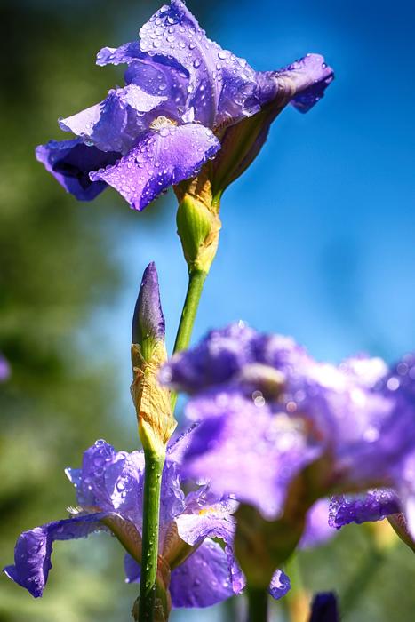 Flower Macro Garden