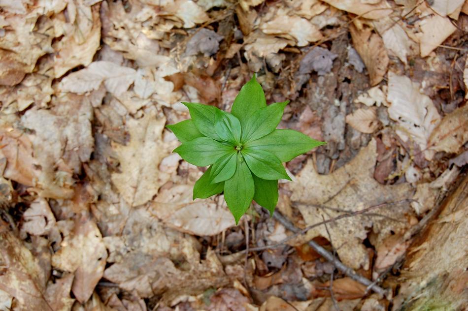Natural Wood Plant