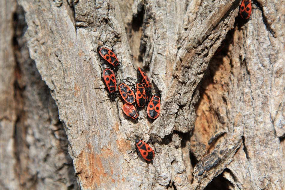 Animals Fire Bug