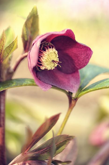 Flower Nature Plant