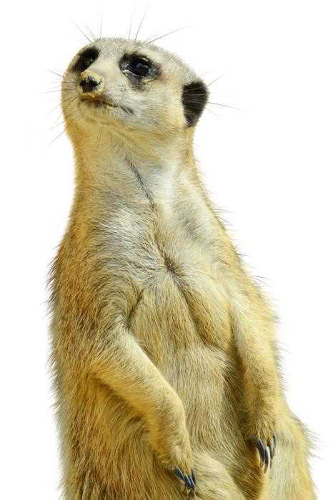 Meerkat Isolated Zoo