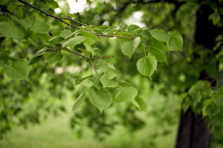 Leaves Summer Green