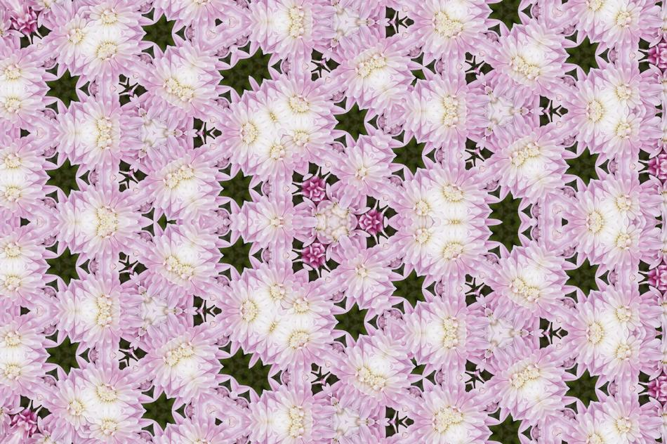 flower nature plant floral