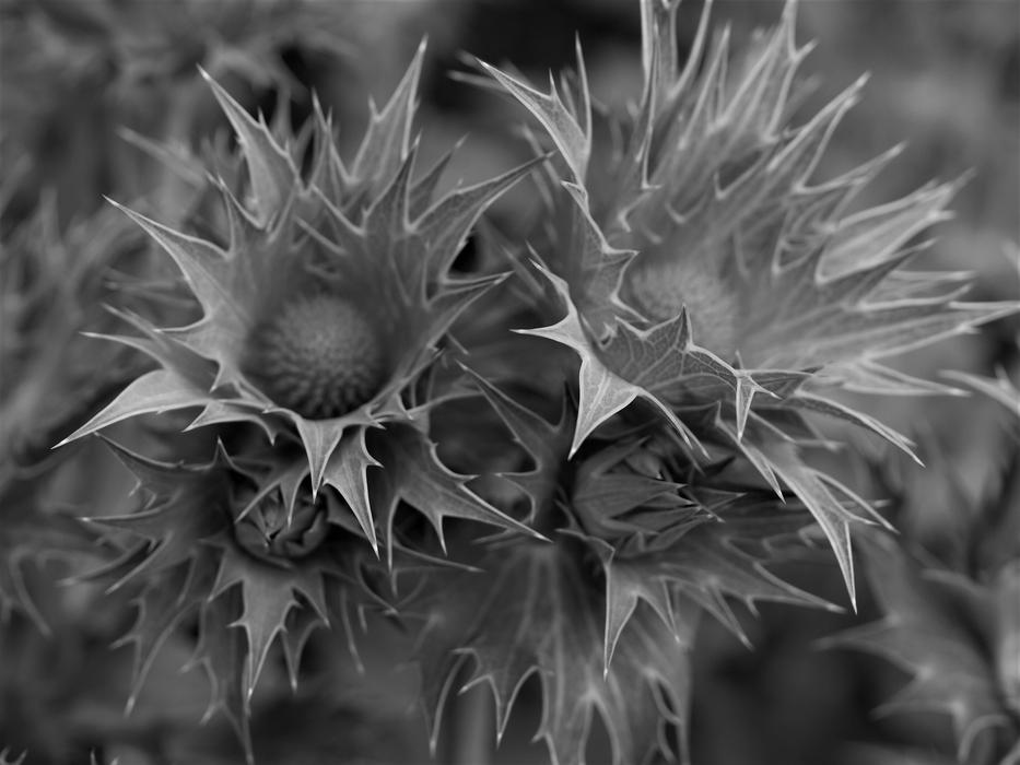 Nature Flora Spine
