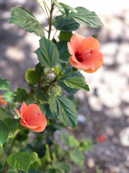 Nature Flower Flora
