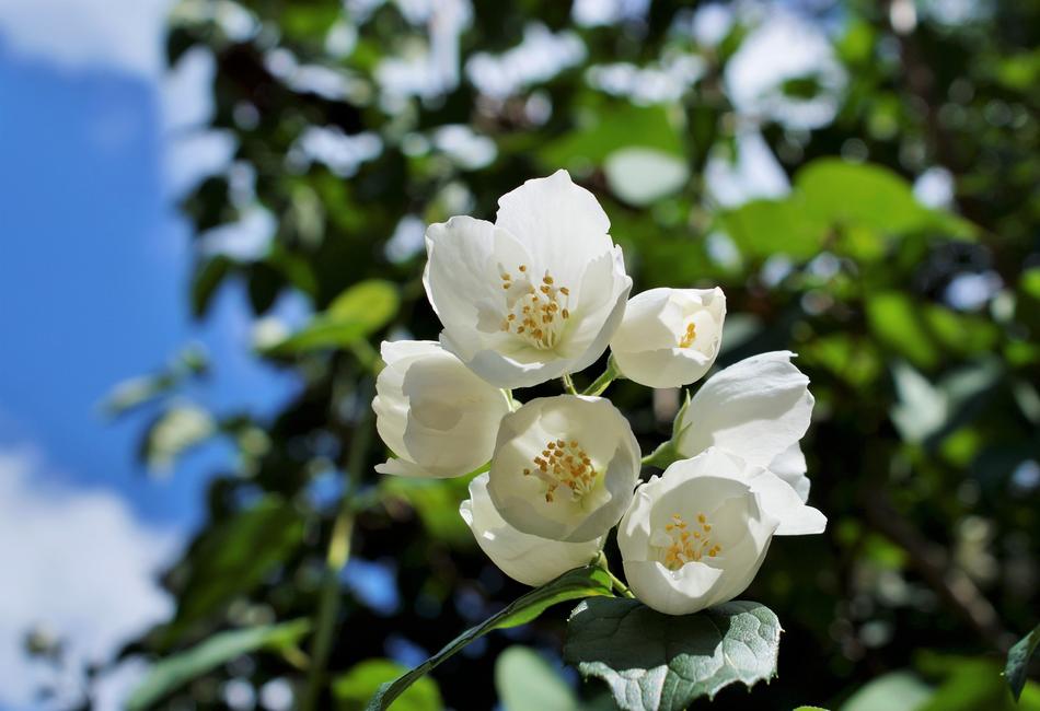 Jasmin Jasmine Flower White