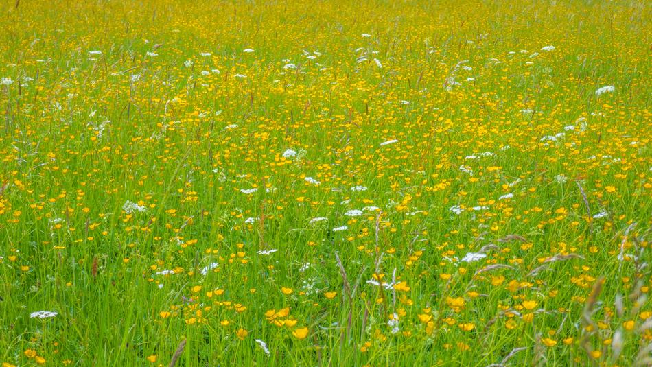 Meadow Flower Grass