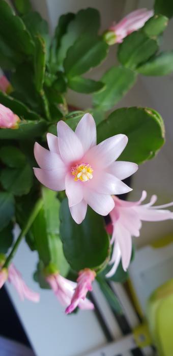 Nature Flower Plant