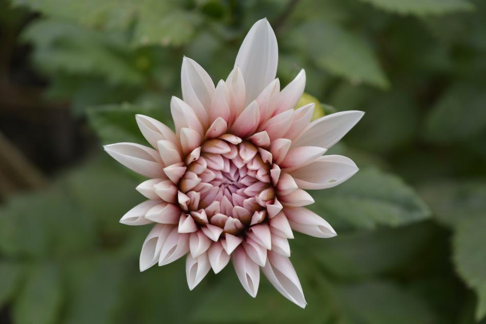 Flower Flora Nature