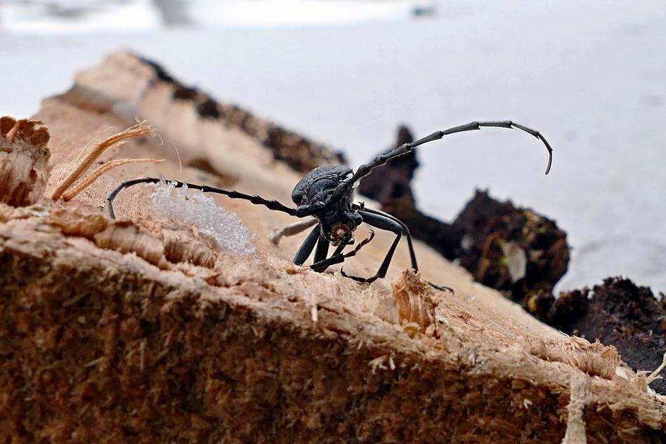 Insects Beetle Winter