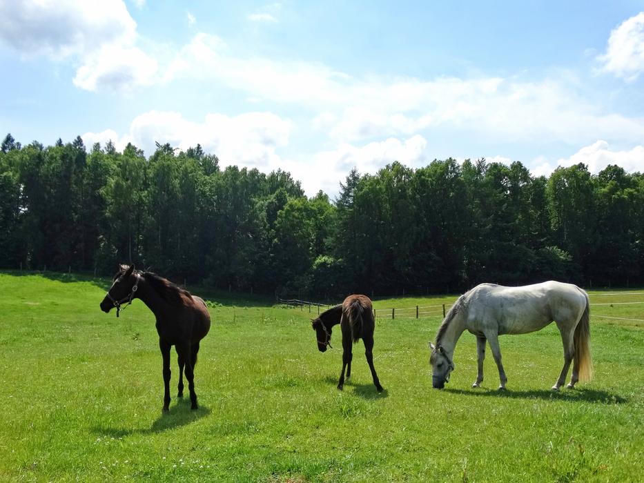 Horses Forest The Horse White