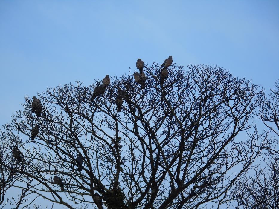 Tree Branch Sky