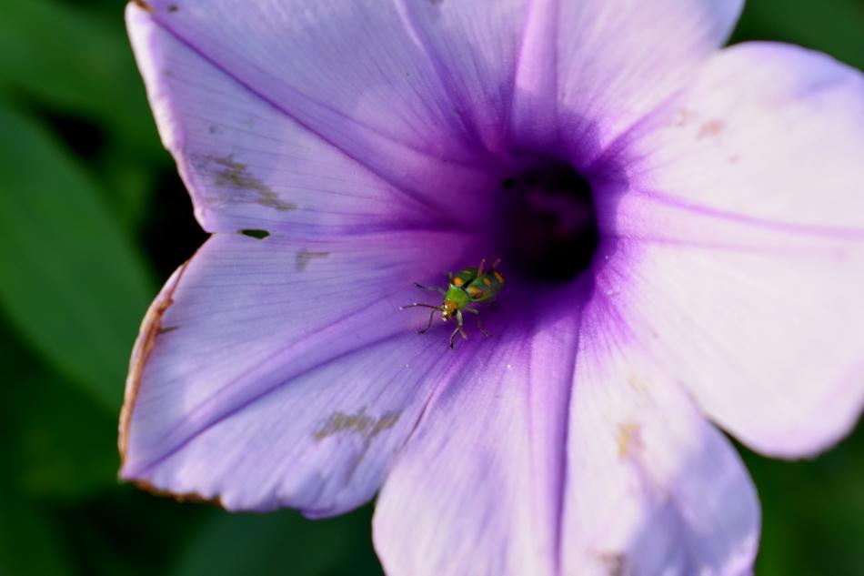 plant flowering spring
