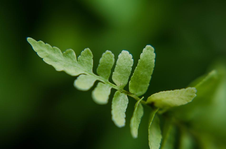 Leaf Green Foliage