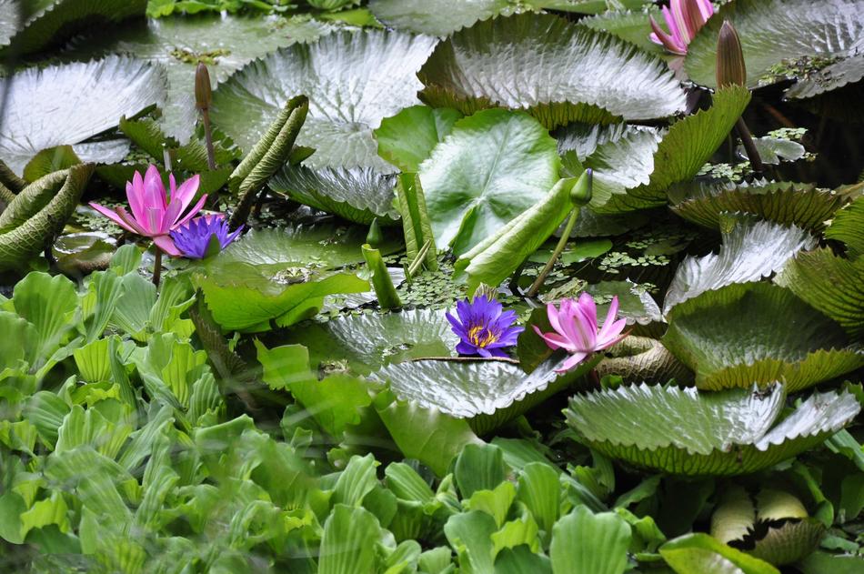 Nature Flower Leaf