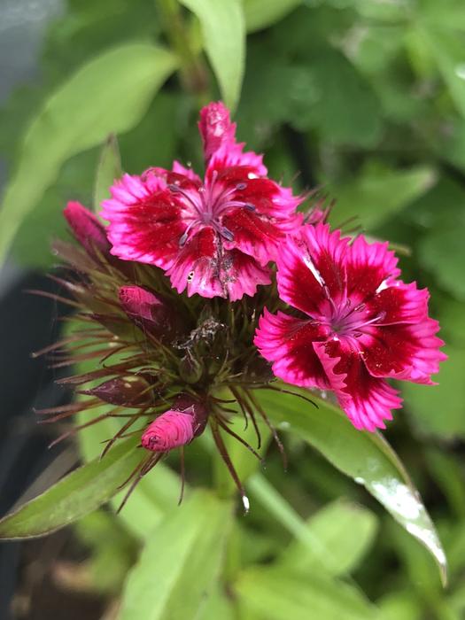 Nature Botany