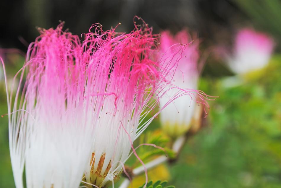 Flowers Nature Blossom