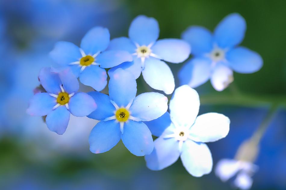 Flower Nature Plant