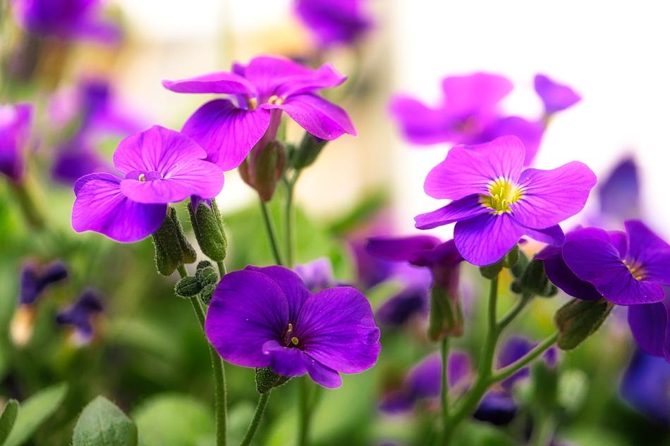 Flower Plant Nature