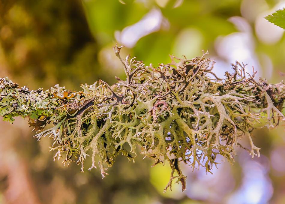 Nature Lichen Colorful