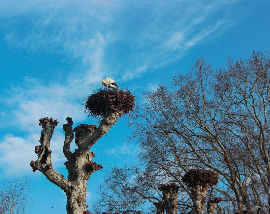 Tree Sky Outdoor
