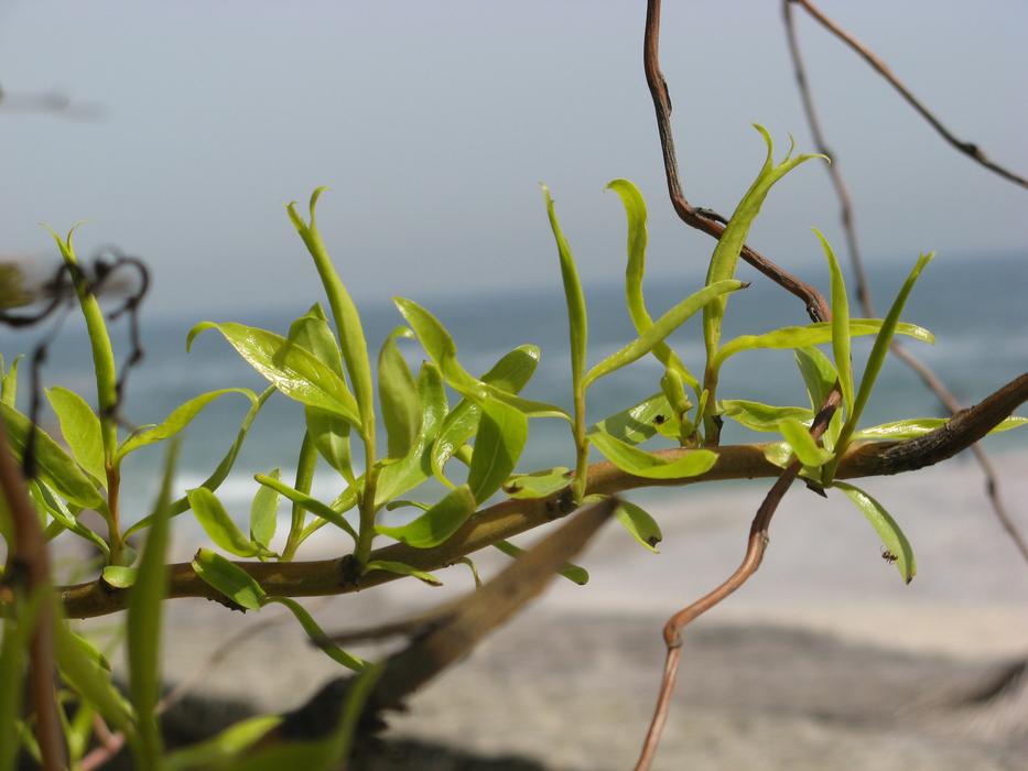 Plant Nature Sheet