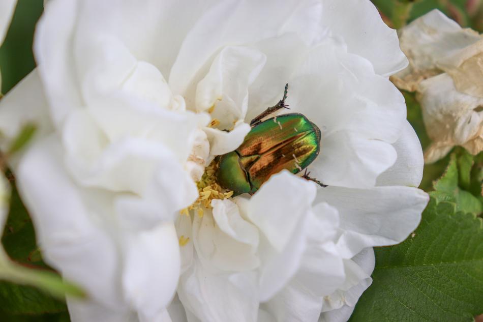 Beetle Rose White