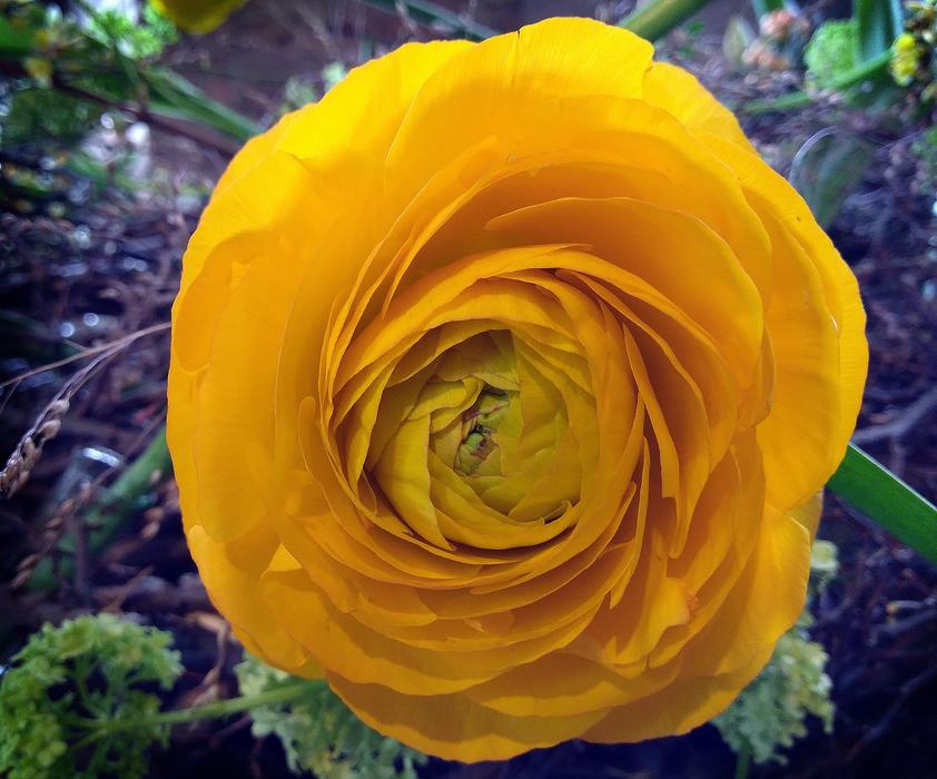 Nature Plant Flower