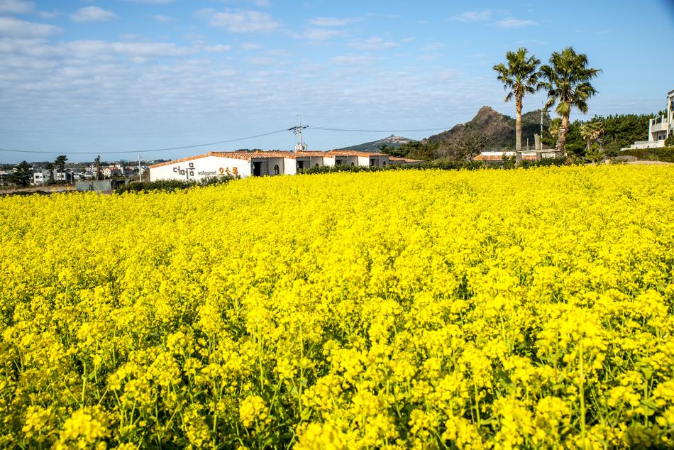 Rape Flowers Nature