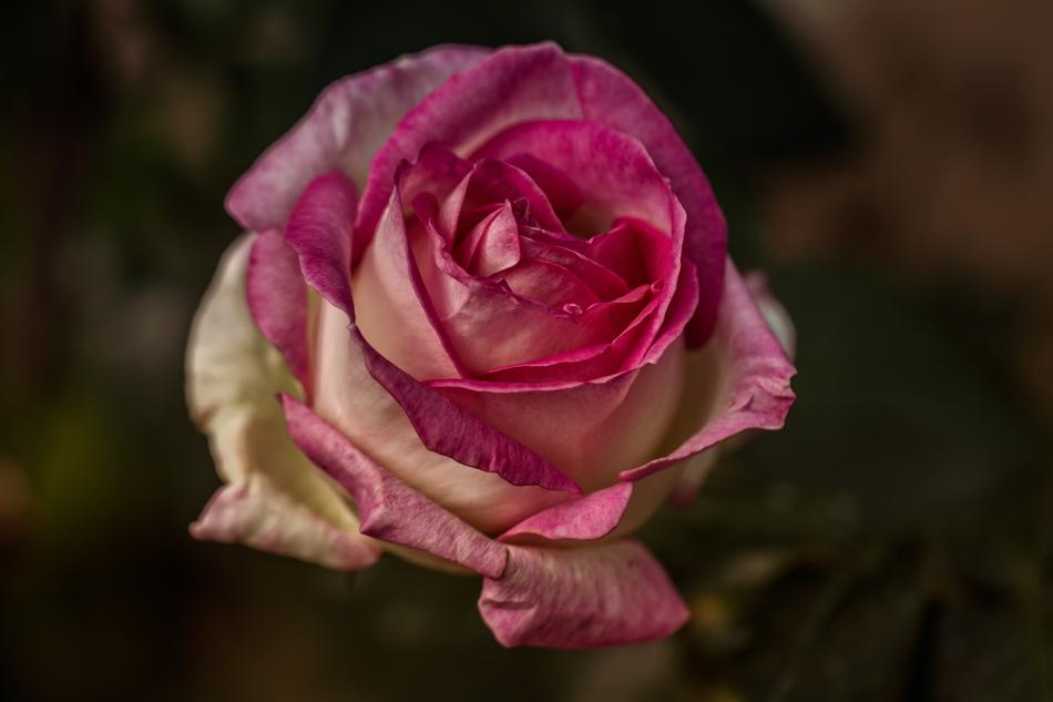 Garden Pink Nature Color