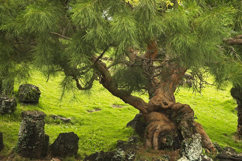 Tree Pine Nature