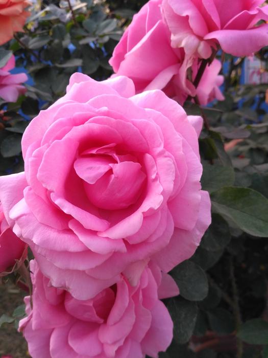 Flower Rose Petal