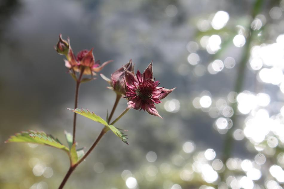 Swamp-Blood Eye Potentilla