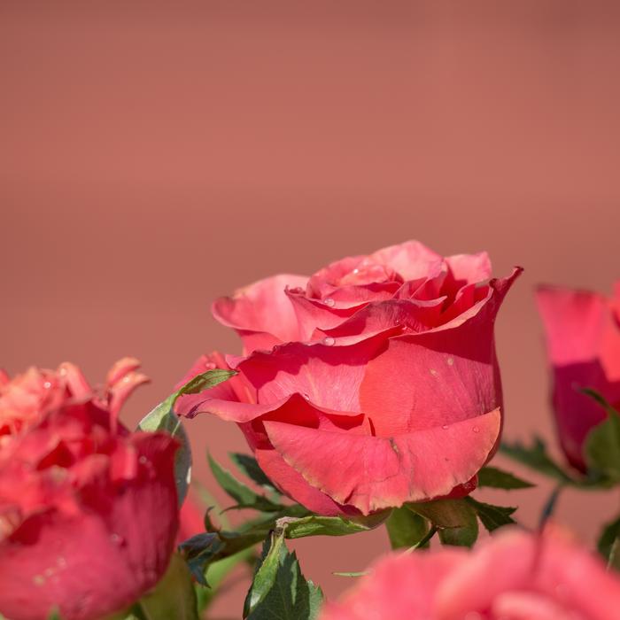 Rose Nature Flower