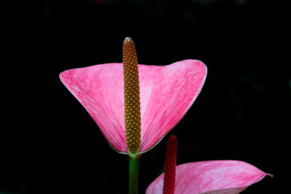flora pink black background