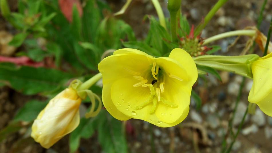 the eternal fragrance of flowers