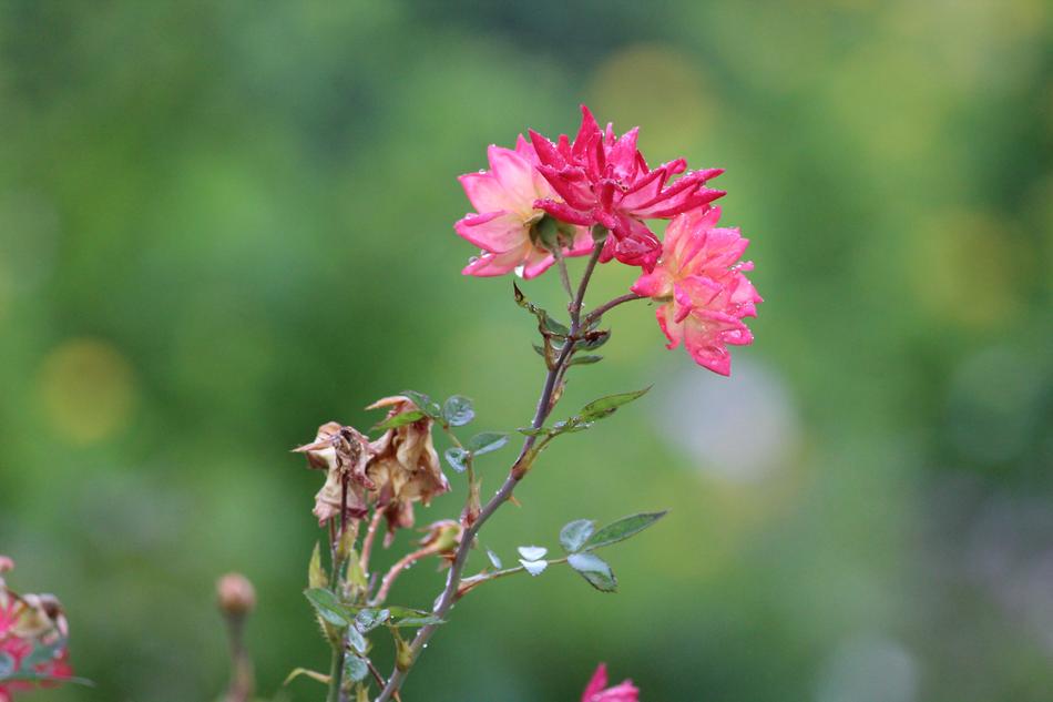 Flower Nature Flora
