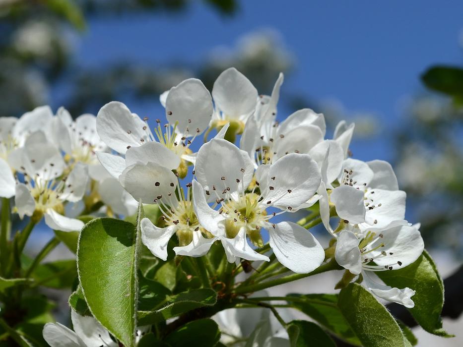 Flower Nature Plant
