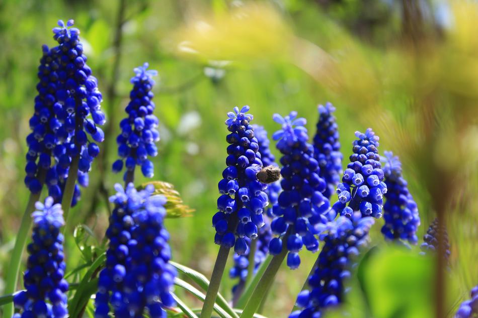 Flowers Plants Spring