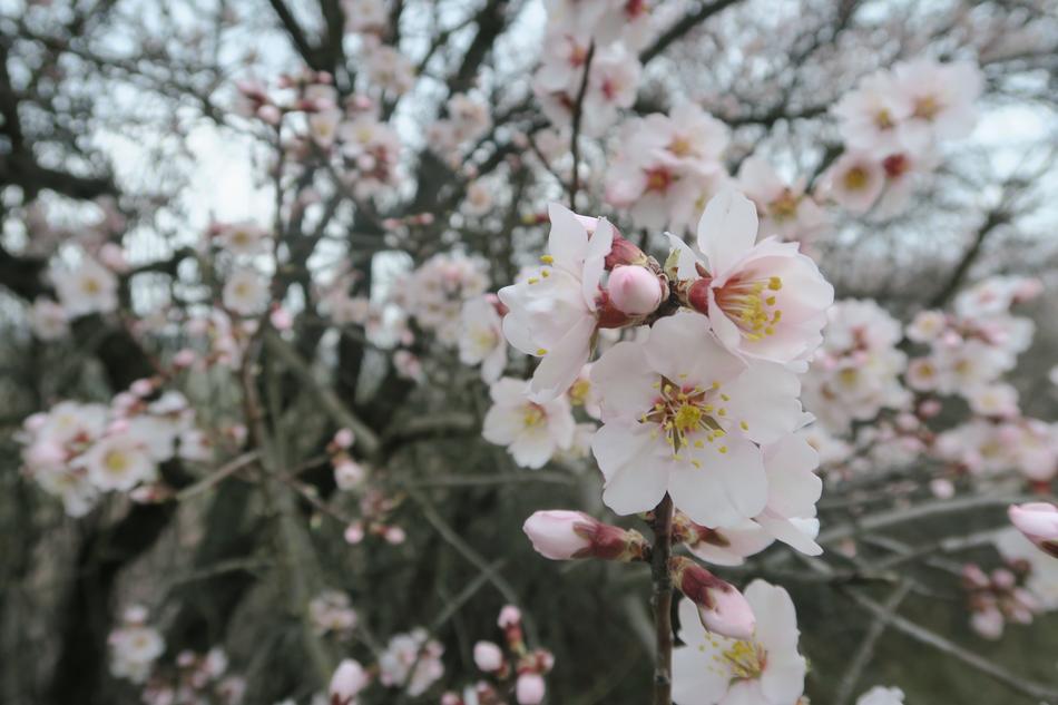 Flower Almond Tree