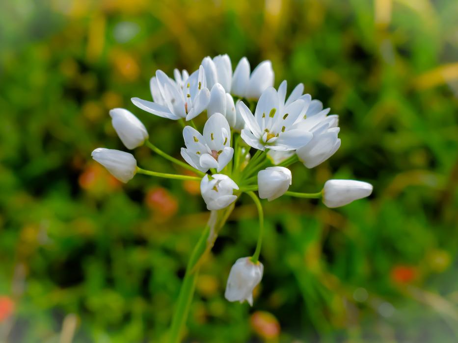 Nature Flower Flora