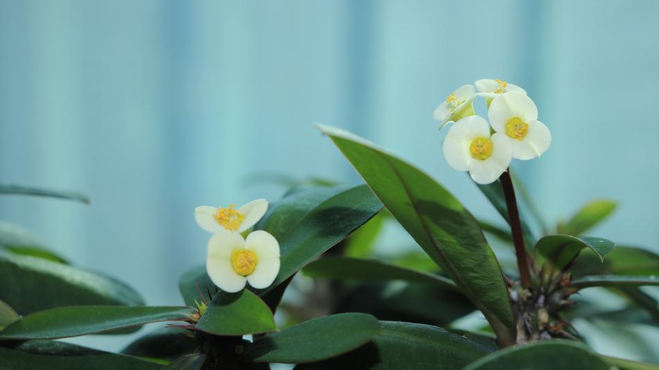 Flowers Affix White
