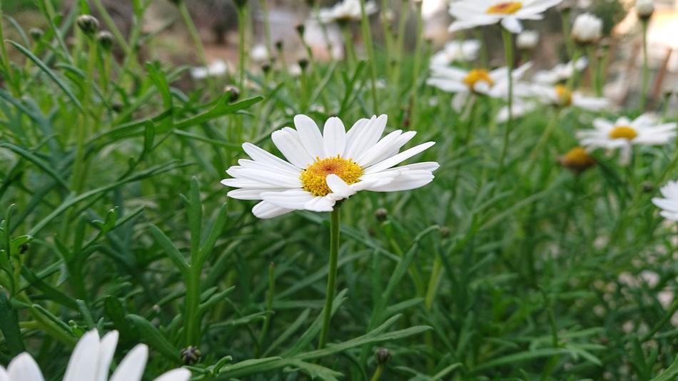 white daisies in the grass in the field