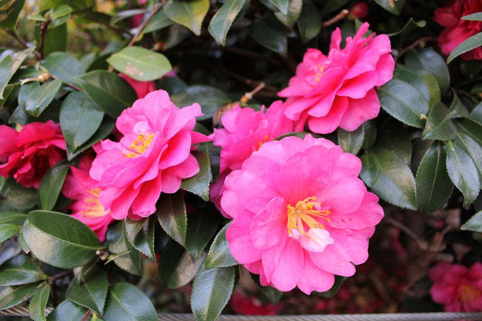 Tokyo Flowers Plant