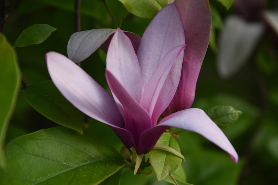 Plant Leaf Nature