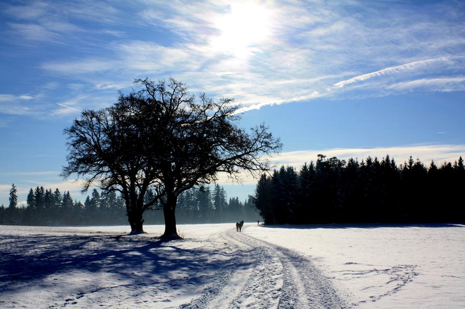 Tree Winter Snow