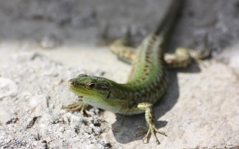 Reptile Lizard