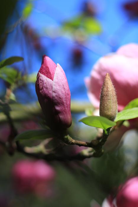 eternal roses beautiful landscape